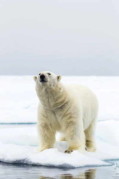 북극의 가장자리에서 북극곰 — 스톡 사진