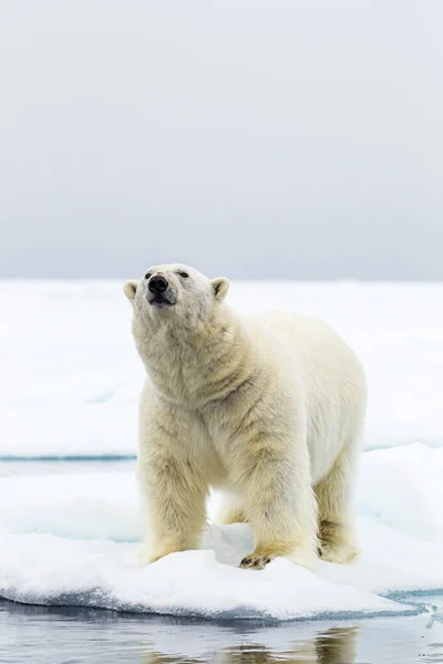 Eisbärmännchen Steht Eisrand Der Arktis — Stockfoto