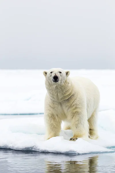 Man Isbjörn Står Vid Kanten Isen Arktis — Stockfoto