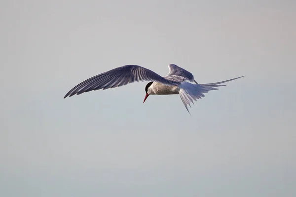 Arctic Terns Hovering Prey Ocean — Stock Photo, Image