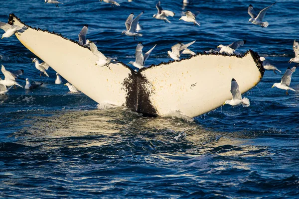 바다에서 사냥하는 혹등고래 — 스톡 사진