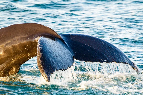 바다에서 사냥하는 혹등고래 — 스톡 사진