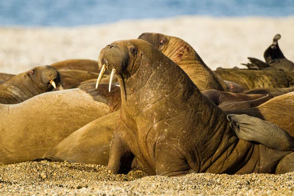 Grande Tricheco Sdraiato Sulla Spiaggia Sul Sole Artico — Foto Stock