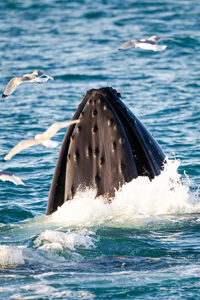 Velryba Hrbatá Vyplouvá Hladinu Když Loví Kořist Severním Ledovém Oceánu — Stock fotografie