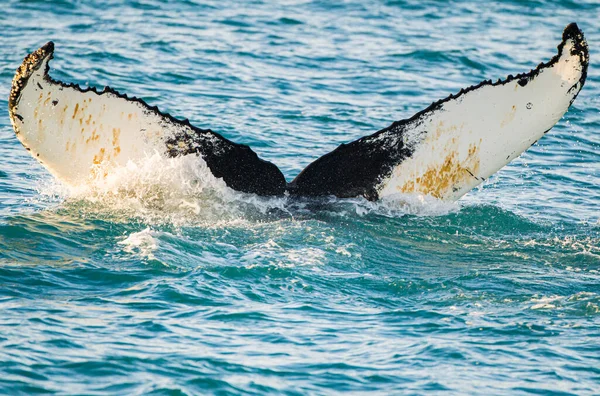 혹등고래 꼬리는 바다에서 먹이를 급강하하는 — 스톡 사진