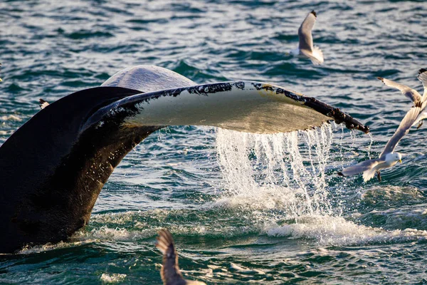혹등고래 꼬리는 바다에서 먹이를 급강하하는 — 스톡 사진
