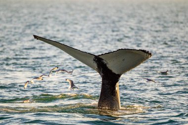 Kambur balina, Kuzey Buz Denizi 'nde yavru kediler arasında avlanmak için dalıyor.