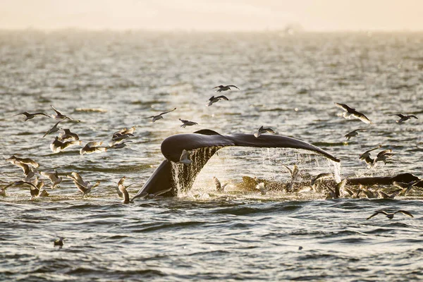 바다에서 새끼를 잡아먹기 잠수하는 혹등고래 — 스톡 사진