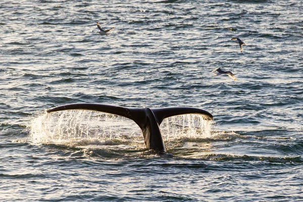 바다에서 새끼를 잡아먹기 잠수하는 혹등고래 — 스톡 사진