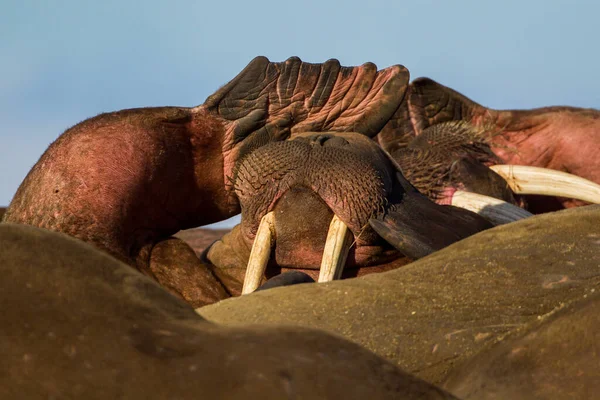 Sunburnt Walrus Sdraiato Una Spiaggia Nel Cerchio Artico — Foto Stock