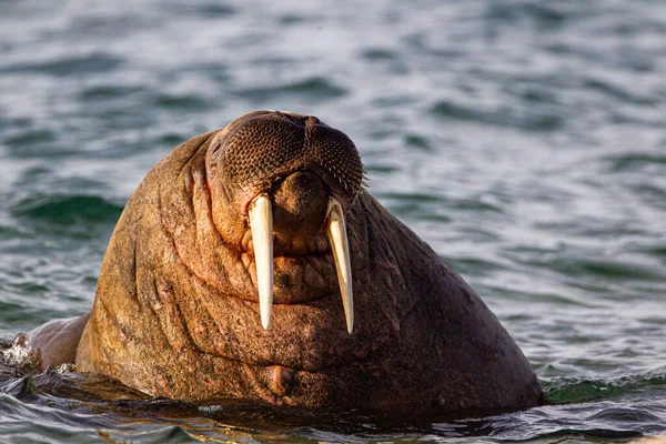 Kuzey Buz Denizi 'nin soğuk sularında bir deniz aygırının yakın çekimi.