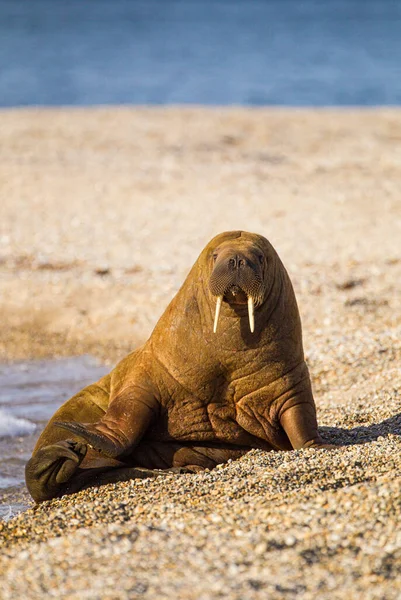 Großes Walross Liegt Strand Der Arktischen Sonne — Stockfoto