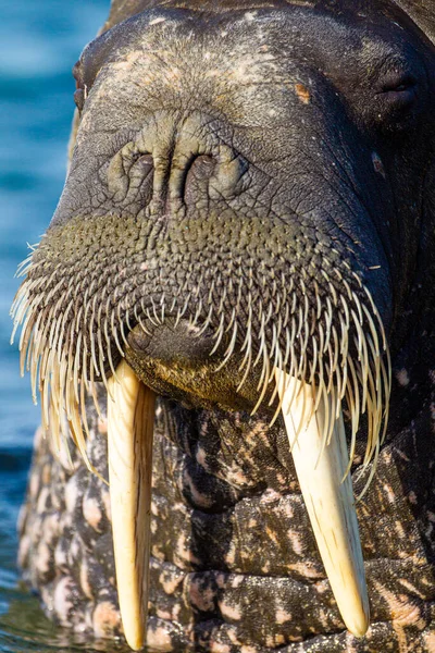 Primo Piano Tricheco Nell Acqua Fredda Dell Oceano Artico — Foto Stock