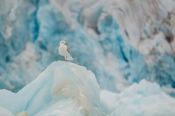 Кіттівейз Відпочиває Плаваючому Льодовику Арктичному Океані — стокове фото