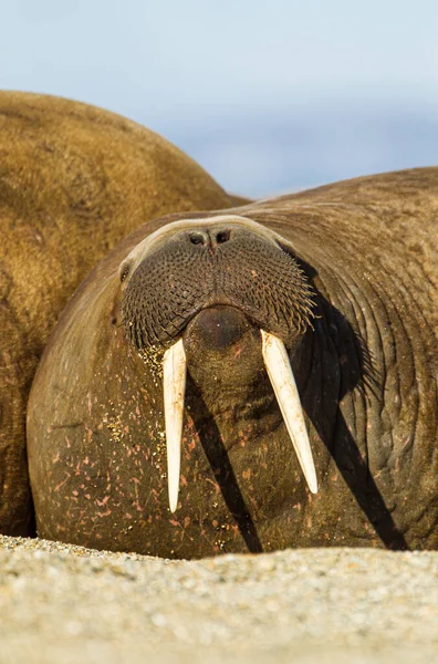 Grote Walrus Liggend Het Strand Poolzon — Stockfoto