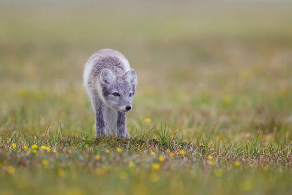 Arctic Fox Cub Running Tundra Arctic — Stock Photo, Image