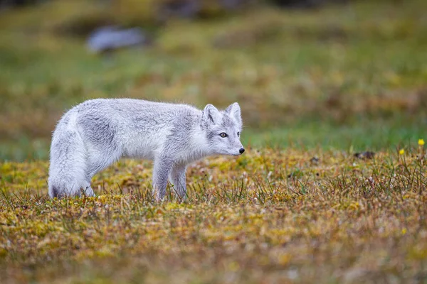 Arctic Fox Cub Running Tundra Arctic — Stock Photo, Image