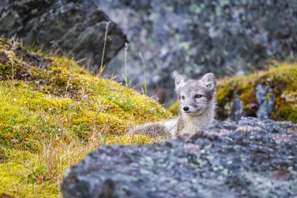 Arctic Fox Relaxing Entrance Its Den Arctic Circle — Stock Photo, Image