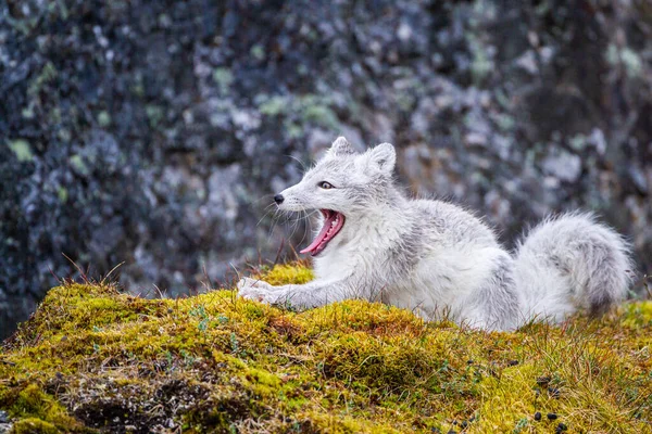 Arctic Fox Relaxing Entrance Its Den Arctic Circle — Stock Photo, Image