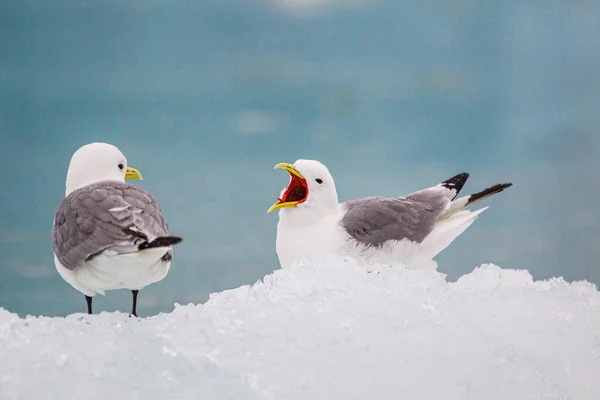 Kittiwakes Descansando Gelo Glacial Flutuante Oceano Ártico — Fotografia de Stock