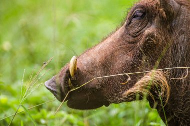 Yaban domuzu, Güney Afrika 'daki Hluhluwe-Umfolozi oyun parkının yeşil çimlerinde rahatlar.