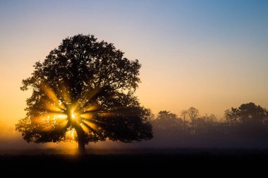 Londra 'daki Bushy Park' ta bir meşe ağacında güneş parlıyor.