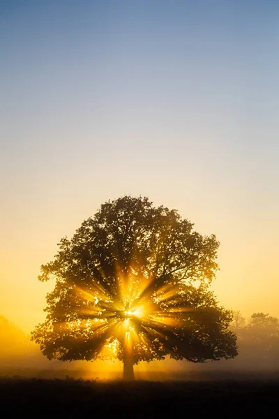 Slunce Svítí Skrz Dub Bushy Parku Londýně — Stock fotografie