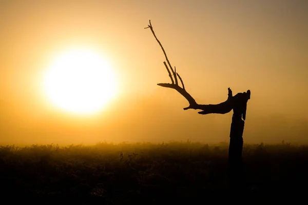 Silhouette Des Arbres Aube Bushy Park Londres — Photo