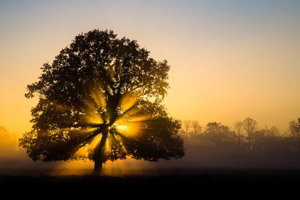 Soleil Brille Travers Chêne Bushy Park Londres — Photo