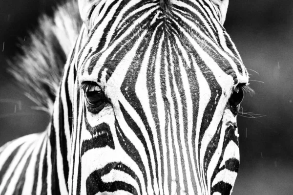 Zebra Burchell Vigiar Tudo Sua Volta — Fotografia de Stock