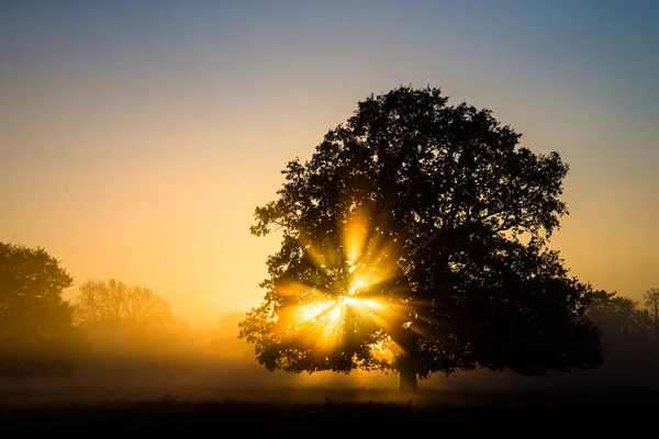 Soleil Brille Travers Chêne Bushy Park Londres — Photo