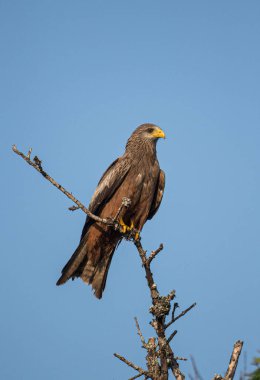 Sarı gagalı Uçurtma açık mavi gökyüzüne karşı bir dalda oturuyor
