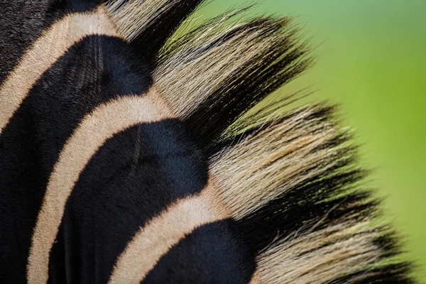 Burchell Zebra Yelesinin Yakınına — Stok fotoğraf