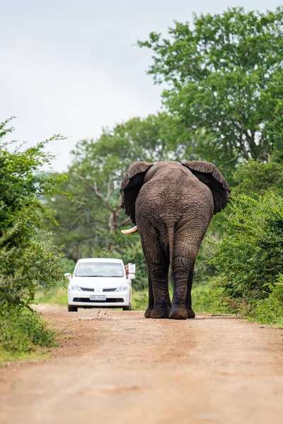 Elefante Camina Hacia Coche Que Está Carretera — Foto de Stock