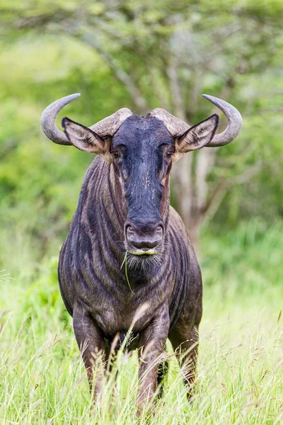 Blue Wildebeest Guarda Dall Altra Parte Della Strada Verso Una — Foto Stock