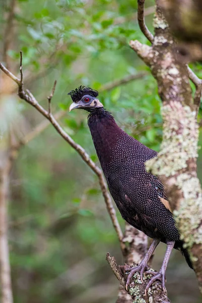 Hluhluwe-Imfolozi rezervindeki tüneğinde ibikli Guineafowl