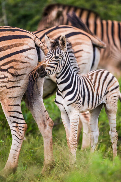 Young Burchell's Zebra in the safety of the herd