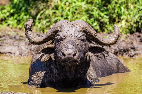 African Buffalo Svalna Med Hjälp Lera Från Det Lokala Vattenhålet — Stockfoto