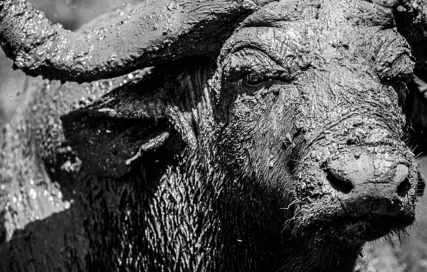 African Buffalo Cooling Using Mud Local Waterhole — Stock Photo, Image