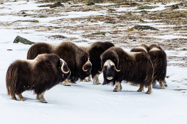 Misk öküzü yosun kaplı kayaların arasında yürüyüp beslenir.