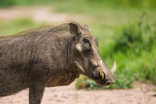 Warthog Che Cammina Attraverso Erba Verde Della Savana Africana — Foto Stock