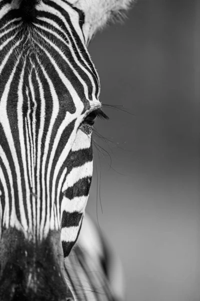 Burchell Zebra Onu Izliyor — Stok fotoğraf