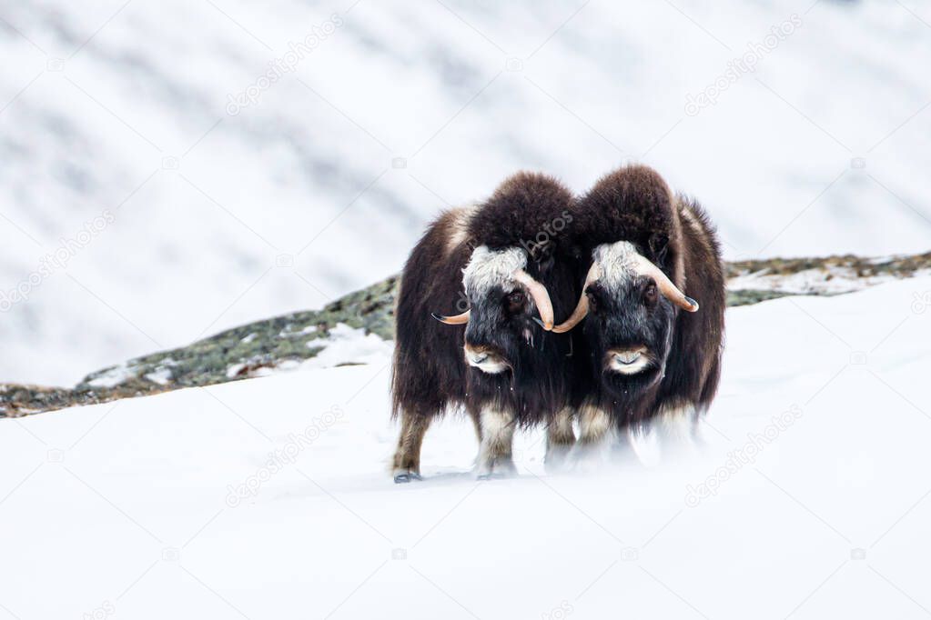 Two Musk ox practice their fighting skills in the Dovrefjell National Park
