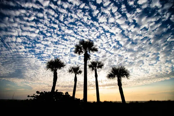 Floride Palmiers Soufflant Dans Vent — Photo