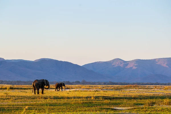 Gün batımında Zambesi nehir yatağında yürüyen bir çift Afrika Fili.