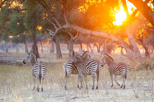 Burchell Zebra Sürüsü Mana Havuzları Nda — Stok fotoğraf