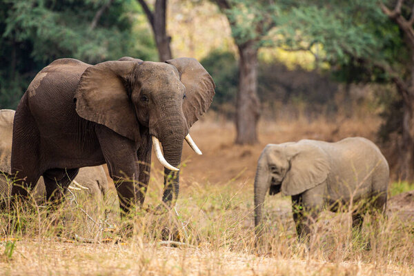 Стадо слонов, идущих по Зимбабвийским лесам