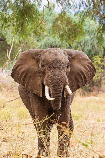 Sloní Býk Procházející Zimbabwským Lesem — Stock fotografie