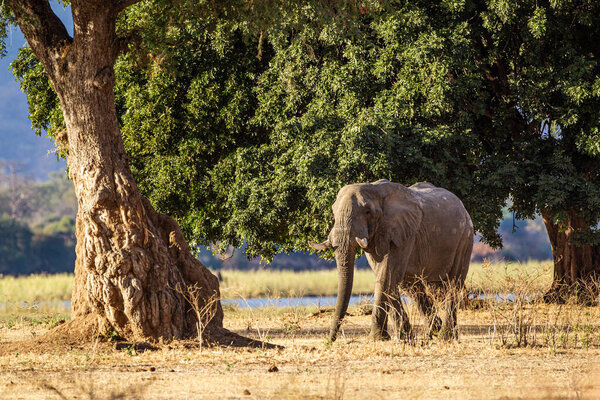 Elephants walking and feeding on the Zambesi plain in Zimbabwe