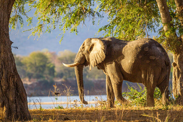 Elephants walking and feeding on the Zambesi plain in Zimbabwe